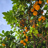 Shakkri Malta Tree (Sweet Orange)