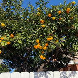 Minneola Tangelo Tree