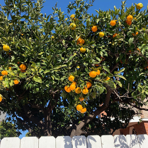 Minneola Orange Tree