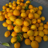 Meyer Lemon Tree
