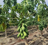 Papaya Tree