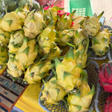 Dragon Fruit Plant (Yellow Variety)
