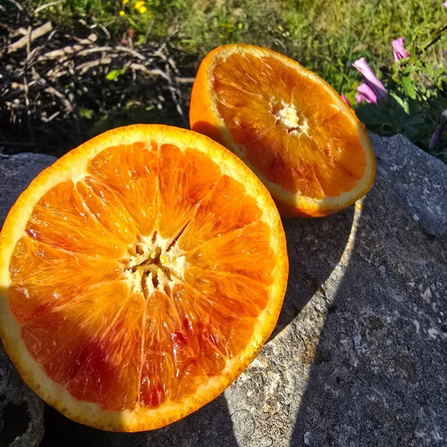 Shakkri Malta Tree (Sweet Orange)