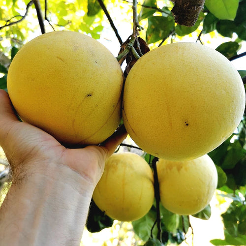 Chakotra Grapefruit Tree