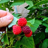 Raspberry Plant