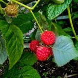 Raspberry Plant