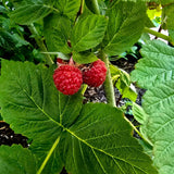 Raspberry Plant