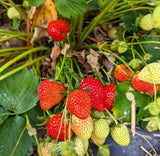 Strawberry Plant (Sweet Red Variety)
