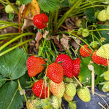 Strawberry Plant (Sweet Red Variety)
