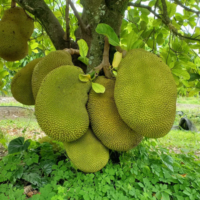 Jackfruit Tree