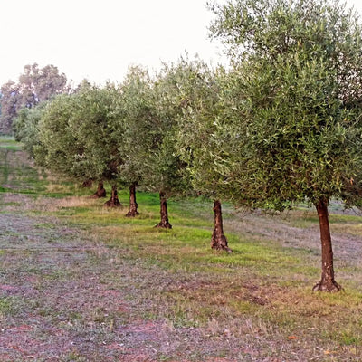 Olive Tree (Arbosana Variety)