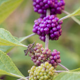 American Beautyberry Shrub