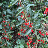 Goji Berry Plant (Lycium barbarum – Superfruit Shrub for Home Wellness Gardens)