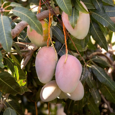Mango Tree (Sensation Variety)