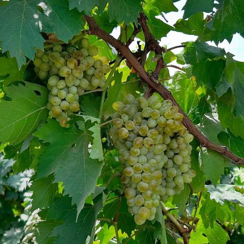 Sundar Khani Grape Vine