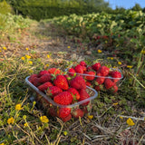 Strawberry Plant (Sweet Red Variety)