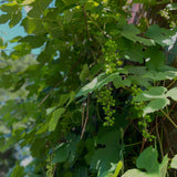 Sultana Grape Vine (Vitis vinifera – Seedless Green Grape for Fresh Eating & Drying)