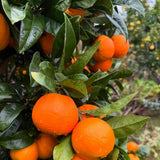 Malta Tree (Sweet Orange)