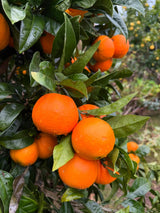 Shakkri Malta Tree (Sweet Orange)