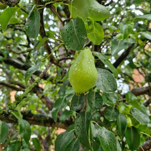 Pear Santa Maria