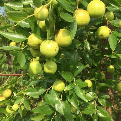 Jujube Apple Seedless Tree