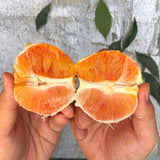 Sanguinello Blood Orange Tree