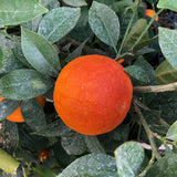 Sanguinello Blood Orange Tree