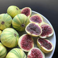 Fig Trees