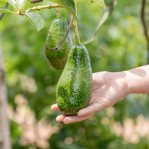 Green Avocado Tree