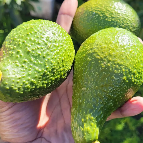 Hass Avocado Tree