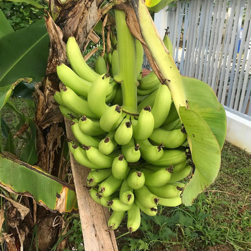 Dwarf Banana Tree