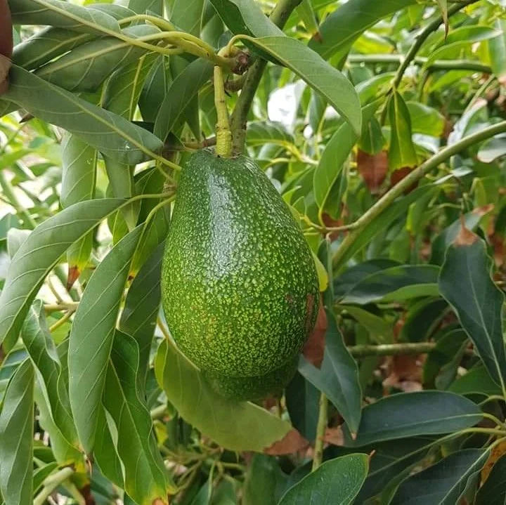Avocado Tree (Green Variety)