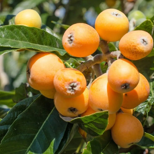 Loquat Tree (Golden Nugget)