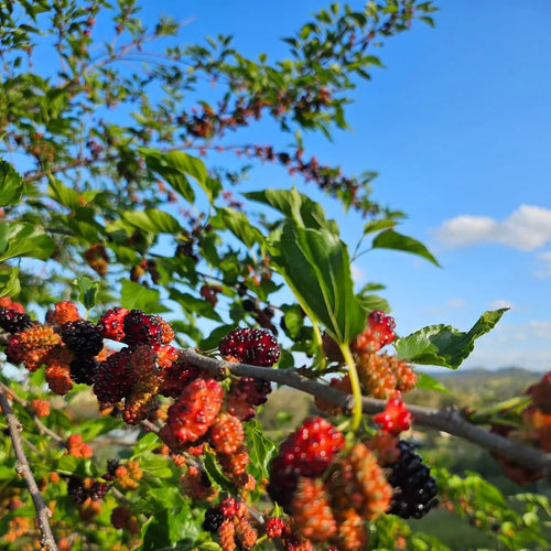 Black Mulberry Tree (Shehtoot)