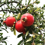 Pomegranate Red wonderful grafted fruit plant for sale at wholesale nursery in Pakistan