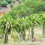 Dragon Fruit Plant (Yellow Variety)