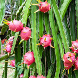 Dragon Fruit Plant (Purple Variety)