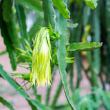 Dragon Fruit Plant (Yellow Variety)