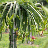 Dragon Fruit Plant (Purple Variety)