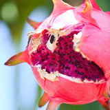 Dragon Fruit Plant (Purple Variety)