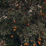 Minneola Tangelo Tree
