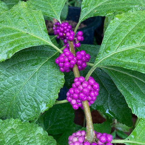 American Beautyberry Shrub