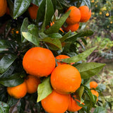 Malta Tree (Sweet Orange)