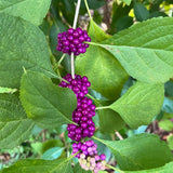 American Beautyberry Shrub