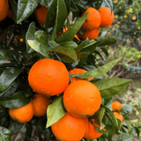 Shakkri Malta Tree (Sweet Orange)