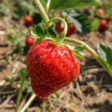 Strawberry Plant (Sweet Red Variety)