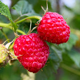 Raspberry Plant