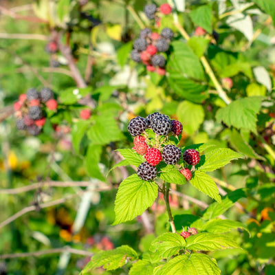 Shrubs