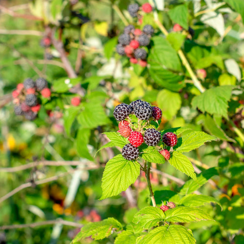 Shrubs