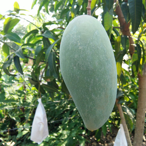 Mango Tree (Sindhri Variety – King of Early Mangoes)